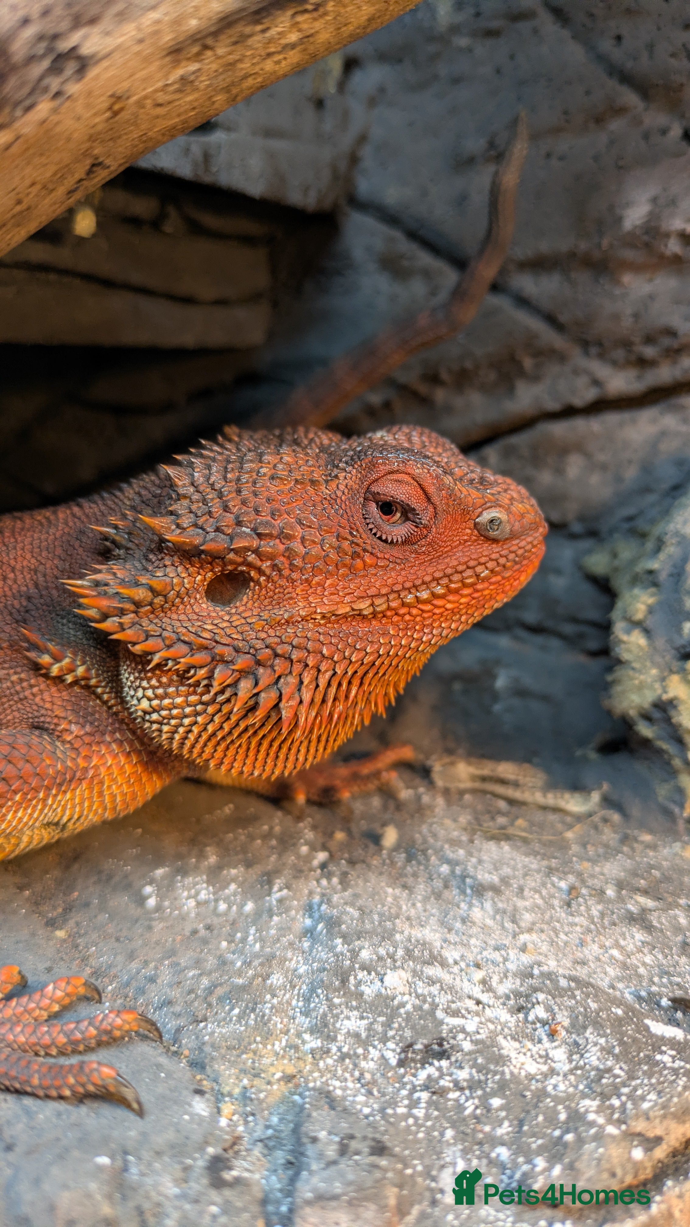 Bearded Dragon reptiles Red Monster Bearded Dragon  - Advert 1