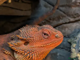 Bearded Dragon reptiles Red Monster Bearded Dragon - Advert 11