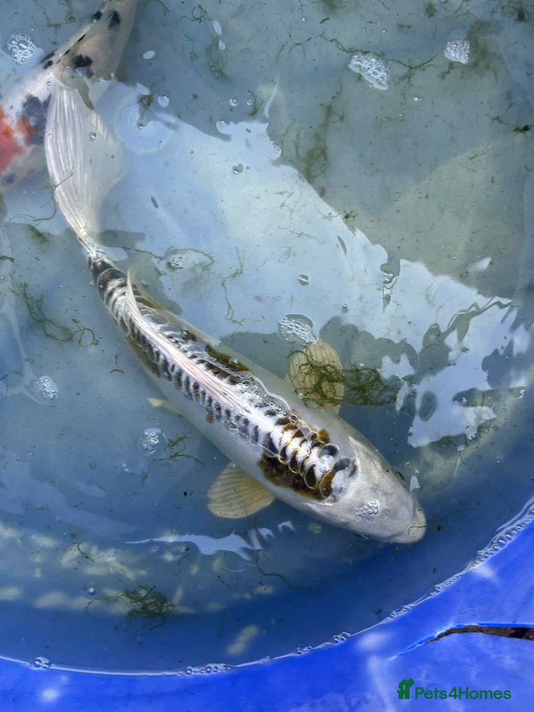 Koi Carp fish for sale: Koi for sale - Image 15