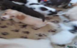 Sprocker dogs for sale: Gorgeous Sprocker x Sproodle pups. - Image 4