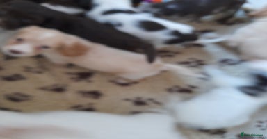 Sprocker dogs - Advert 14