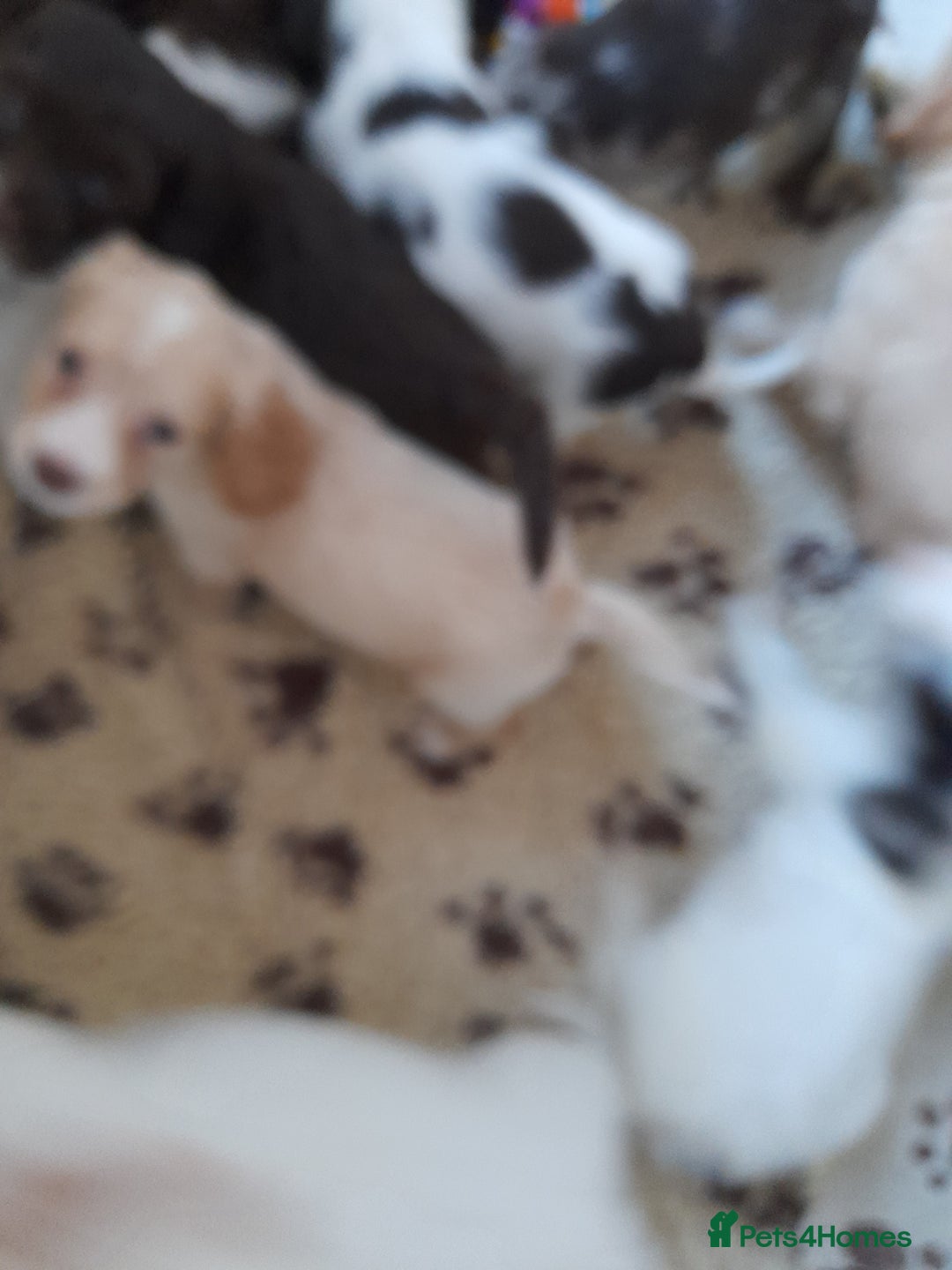 Sprocker dogs for sale: Gorgeous Sprocker x Sproodle pups. - Image 4