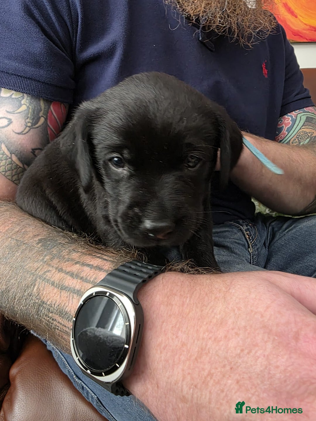 Labrador Retriever dogs for sale: Working labrador puppies for sale - Advert 14