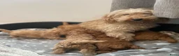 Schnoodle dogs for sale: Beautiful Schnoodle Pups - Advert 10