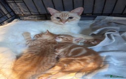 RagaMuffin cats for sale: Ragamuffin & Siamese tabby mixed kittens - Advert 4