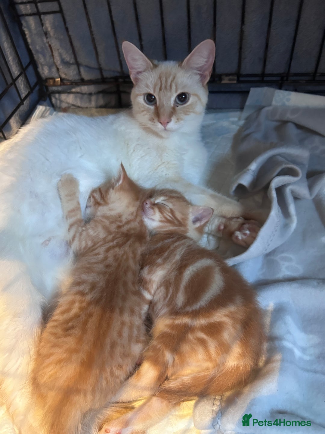 RagaMuffin cats for sale: Ragamuffin & Siamese tabby mixed kittens - Advert 4