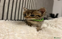 Mixed Breed cats for sale: Ragdoll mix kittens  - Image 2