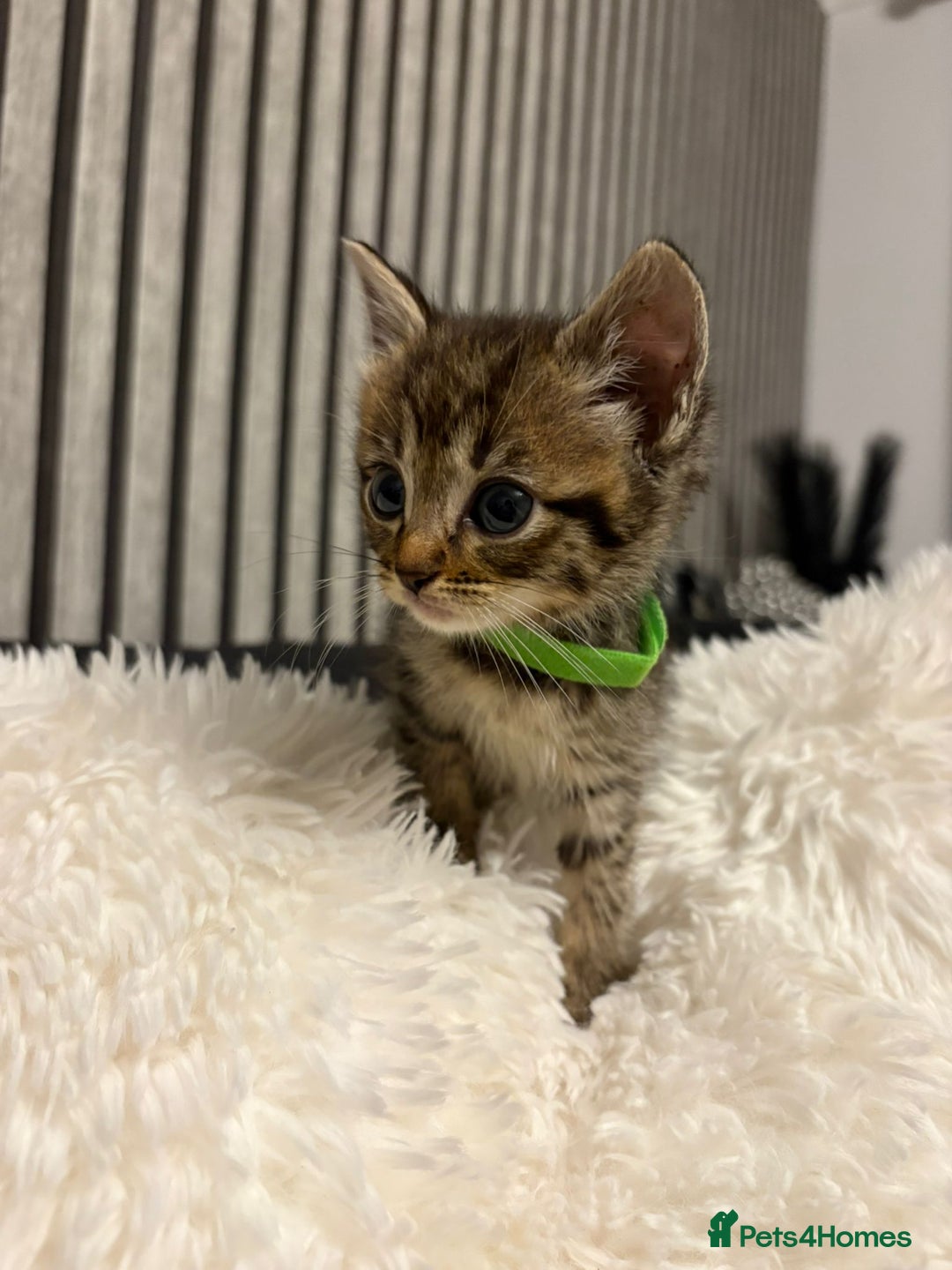 Mixed Breed cats for sale: Ragdoll mix kittens  - Image 2