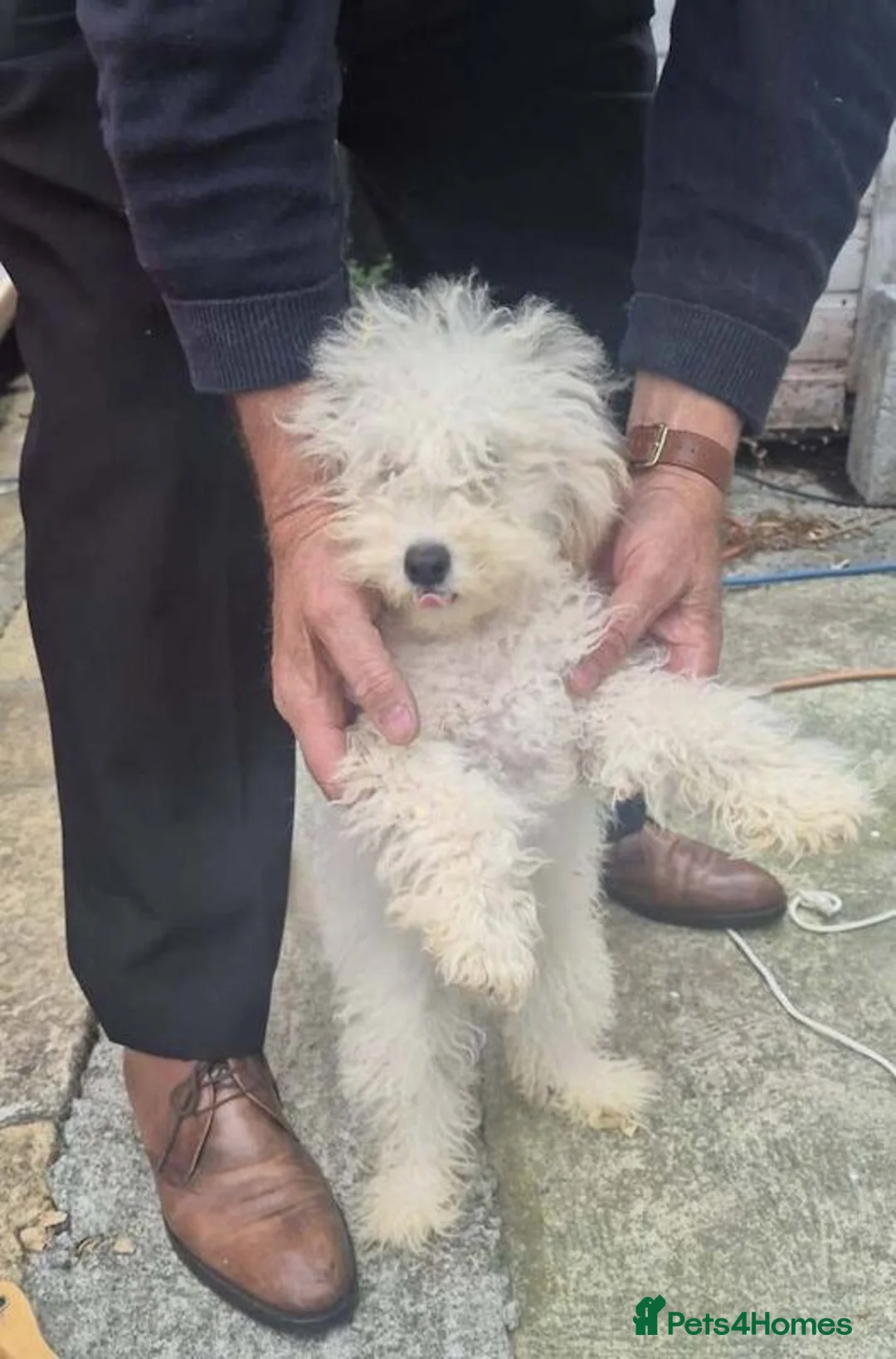Toy Poodle dogs for sale: Toy Poodle in Weston-super-Mare - Advert 2