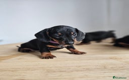 Miniature Dachshund dogs for sale: PRA CLEAR GORGEOUS MIN DACHSHUNDS  - Image 10
