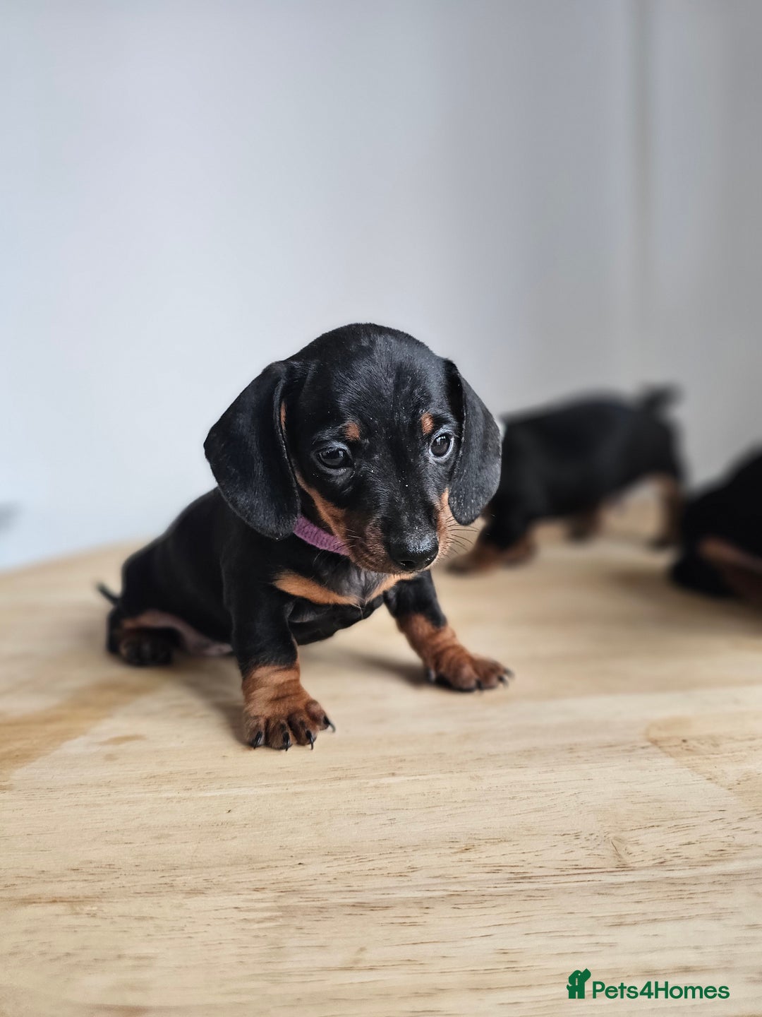 Miniature Dachshund dogs for sale: PRA CLEAR GORGEOUS MIN DACHSHUNDS  - Image 10