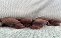 Miniature Dachshund dogs for sale: Miniature dachshunds ( chocolate & tan )  - Image 1