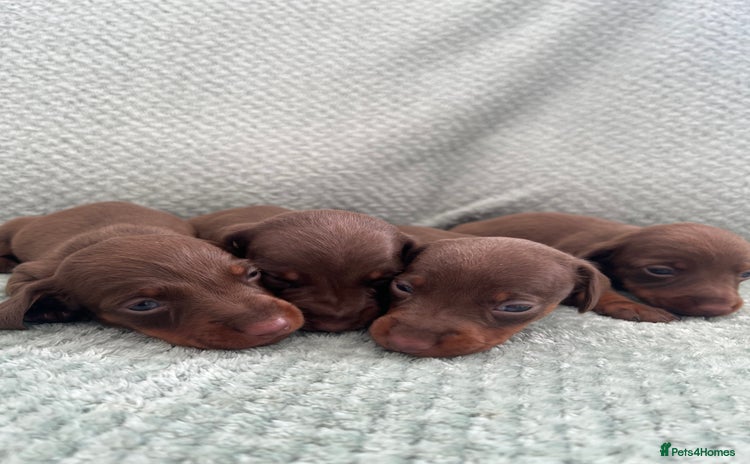 Miniature Dachshund dogs - Advert 1