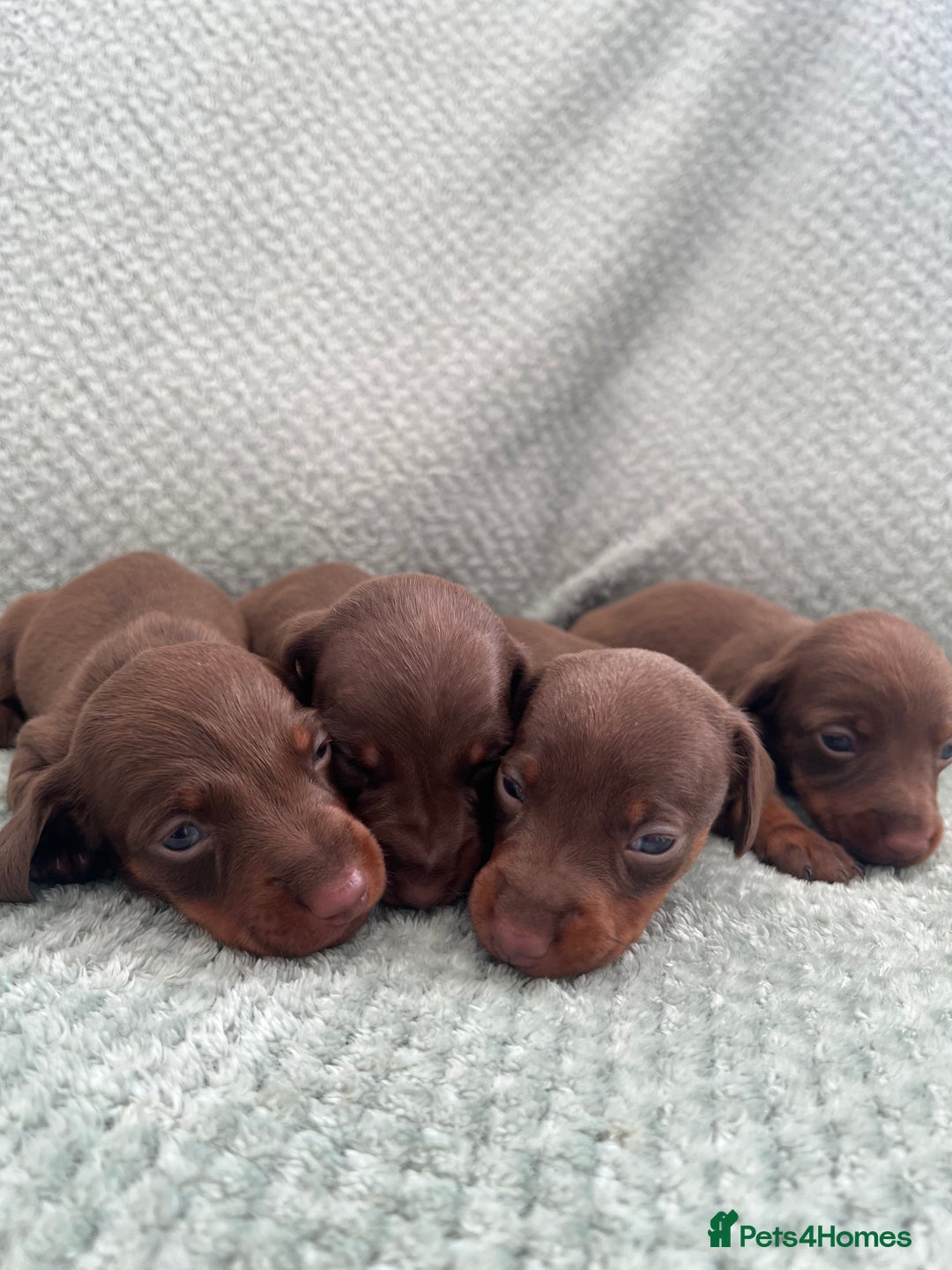 Miniature Dachshund dogs for sale: Miniature dachshunds ( chocolate & tan )  - Image 1