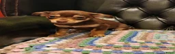 Chihuahua dogs for sale: Chihuahua Puppies for sale, Ready for loving homes - Advert 4