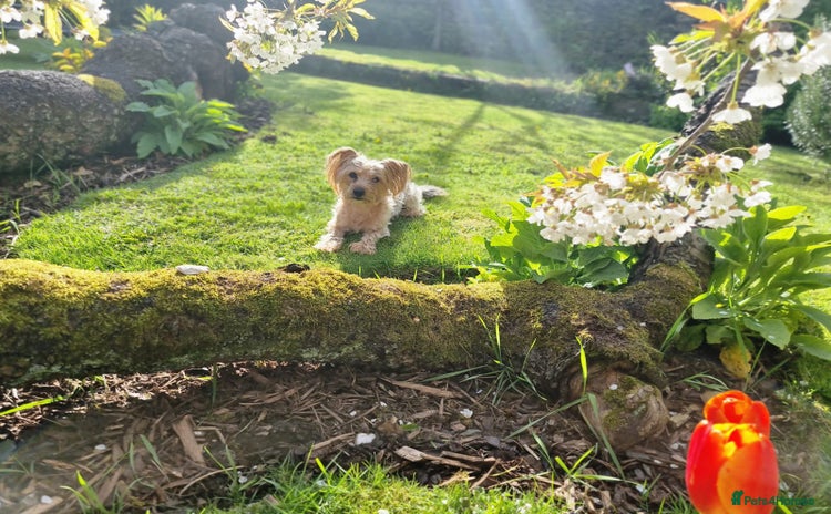 Yorkshire Terrier dogs - Advert 1