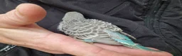 Budgerigars birds for sale: 4 blue chicks and 1 adult male  - Advert 30