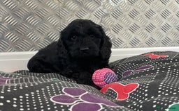 Cockapoo dogs for sale: F1 Cockapoo puppies for sale  - Image 9