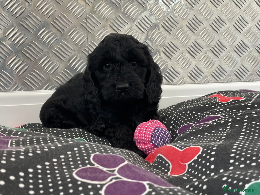 Cockapoo dogs for sale: F1 Cockapoo puppies for sale  - Image 9