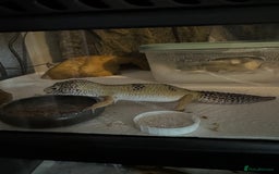 Gecko reptiles for sale: 2 Female leopard geckos and Crested gecko for sale - Image 1