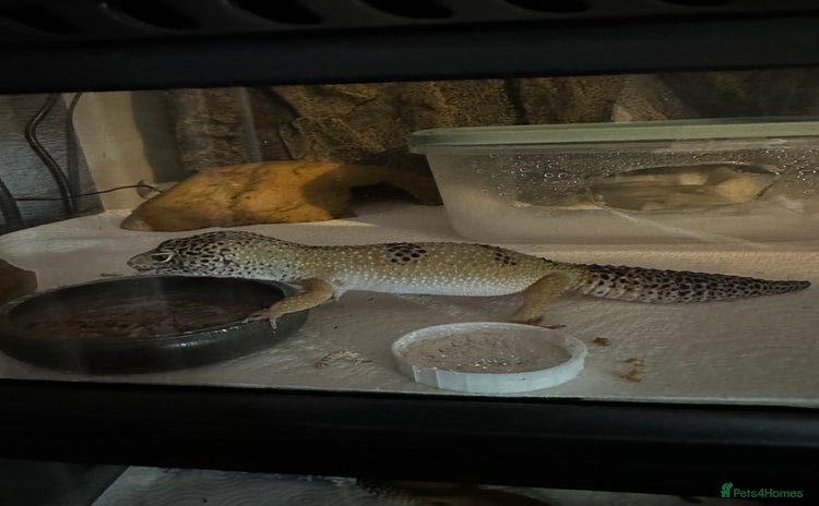 Gecko reptiles - Advert 1