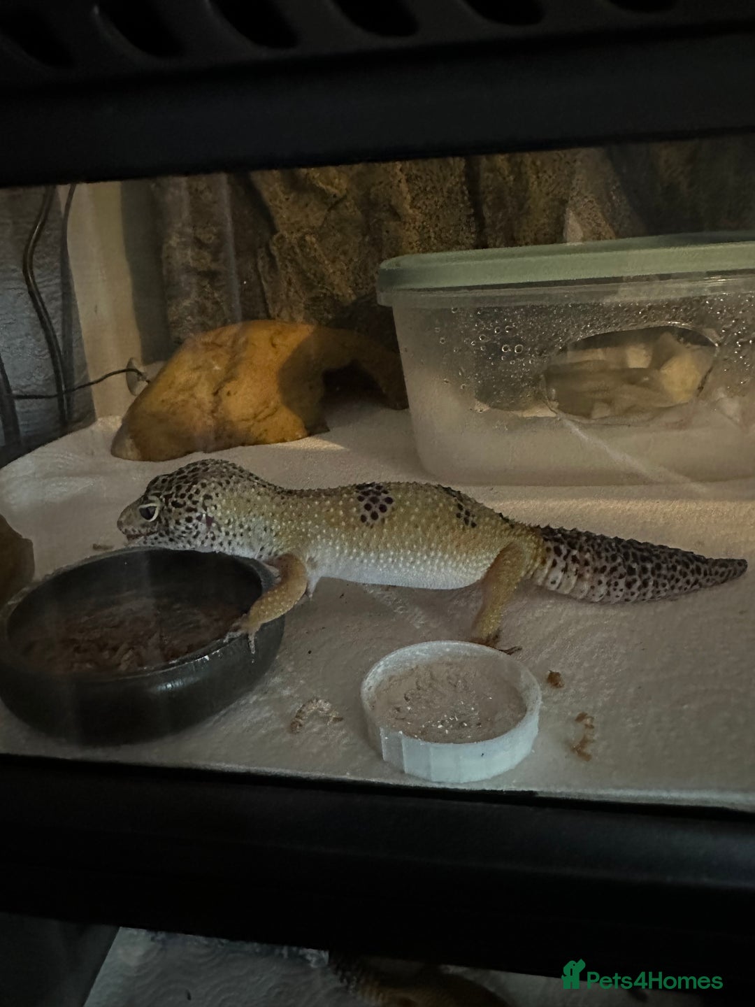 Gecko reptiles for sale: 2 Female leopard geckos and Crested gecko for sale - Image 1