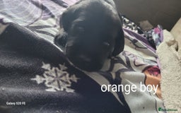 Labrador Retriever dogs for sale: 6 beautiful Labrador (all reserved)  - Advert 31