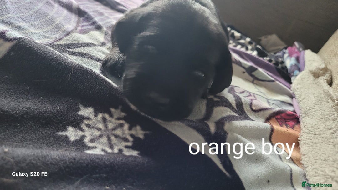 Labrador Retriever dogs for sale: 6 beautiful Labrador (all reserved)  - Advert 31