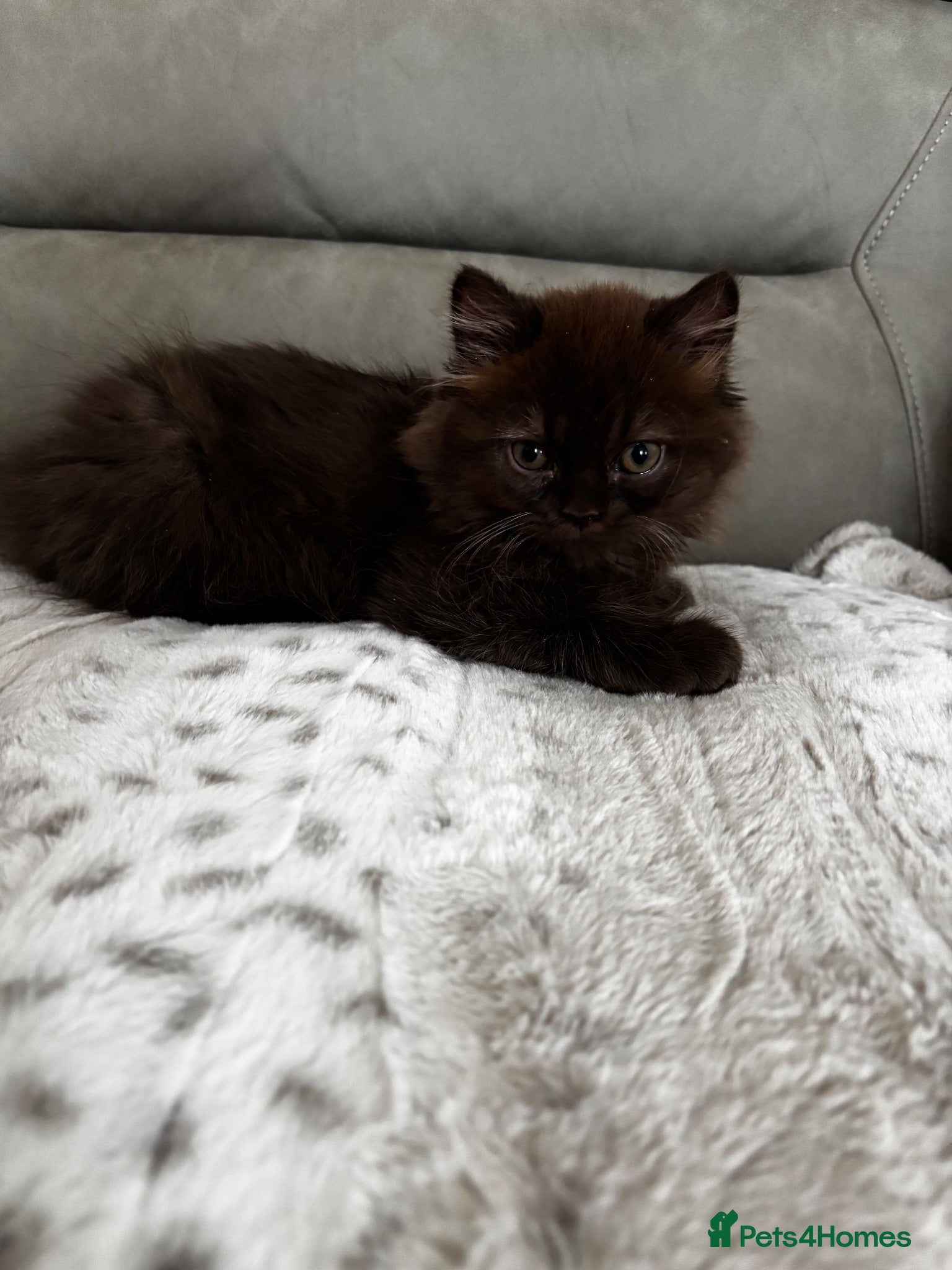 British Shorthair cats Chocolate Long Hair /Lilac Short Hair male Kittens - Advert 18