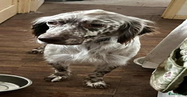 English Setter dogs - Advert 9