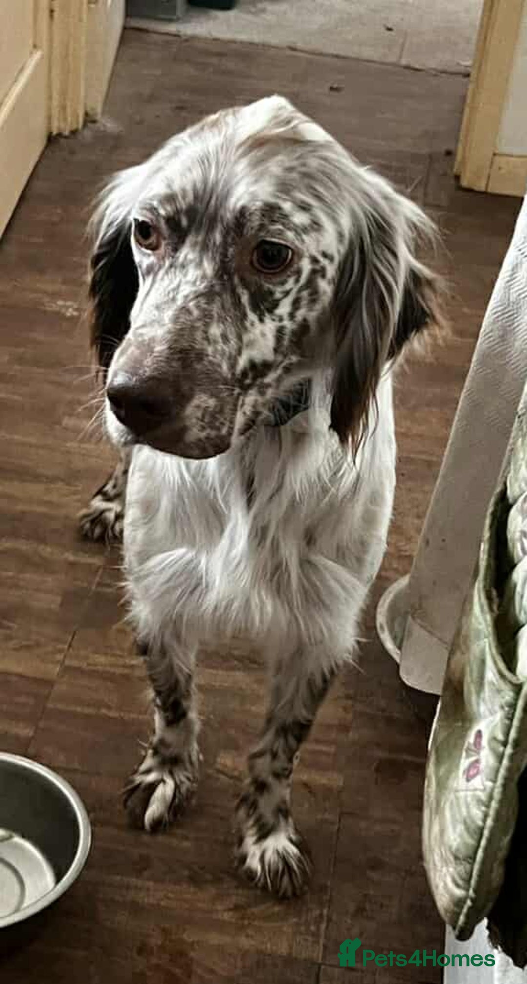 English Setter dogs for adoption: Alfie - Image 3