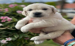 Golden Retriever dogs for sale: 1 Gorgeous Boy Available  - Image 3
