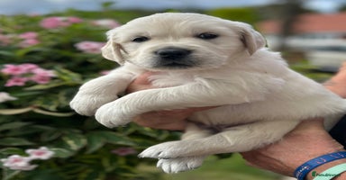 Golden Retriever dogs - Advert 14