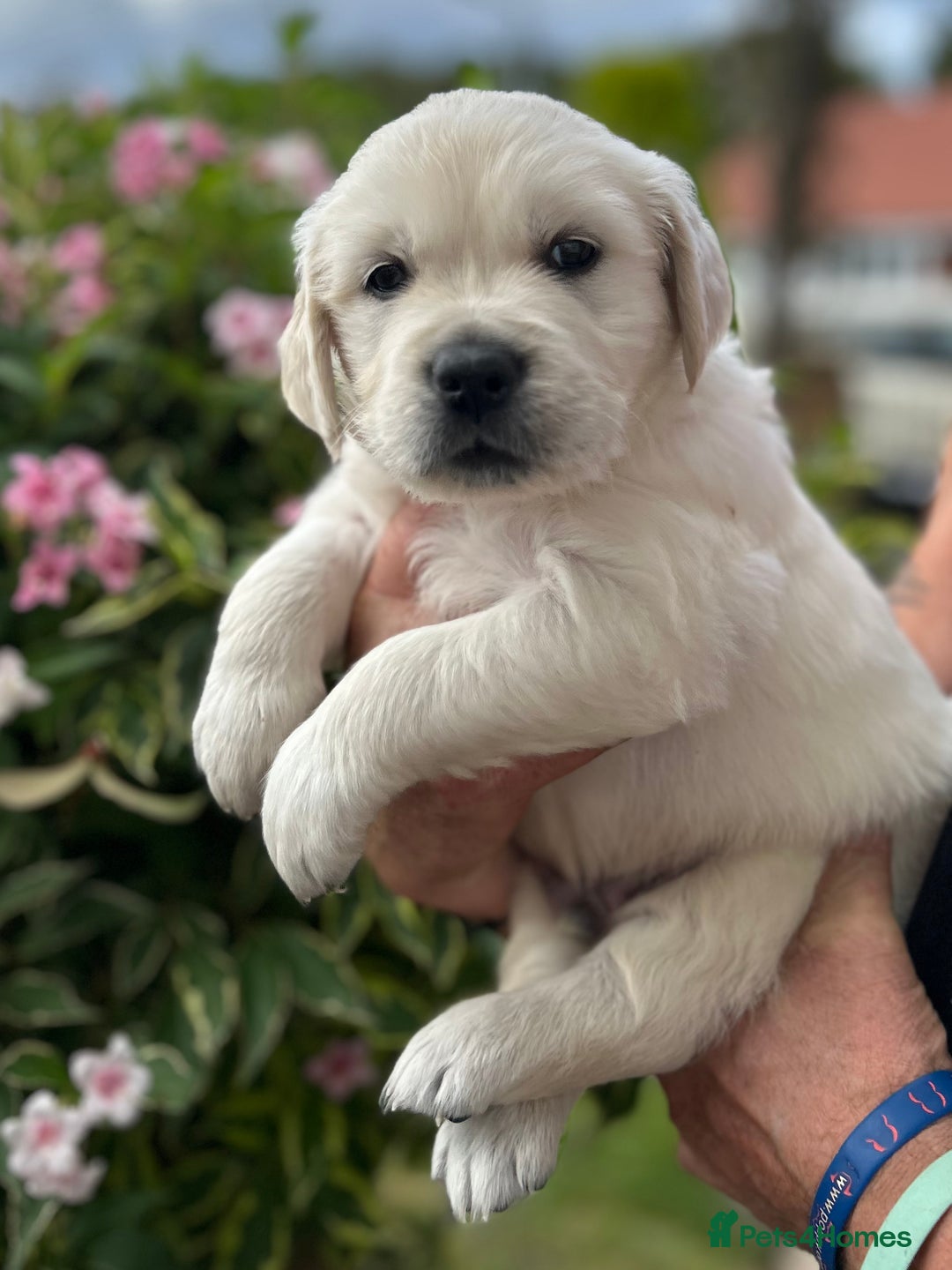 Golden Retriever dogs for sale: 1 Gorgeous Boy Available  - Image 3