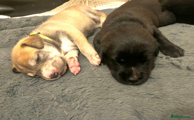 Mixed Breed dogs - Advert 15