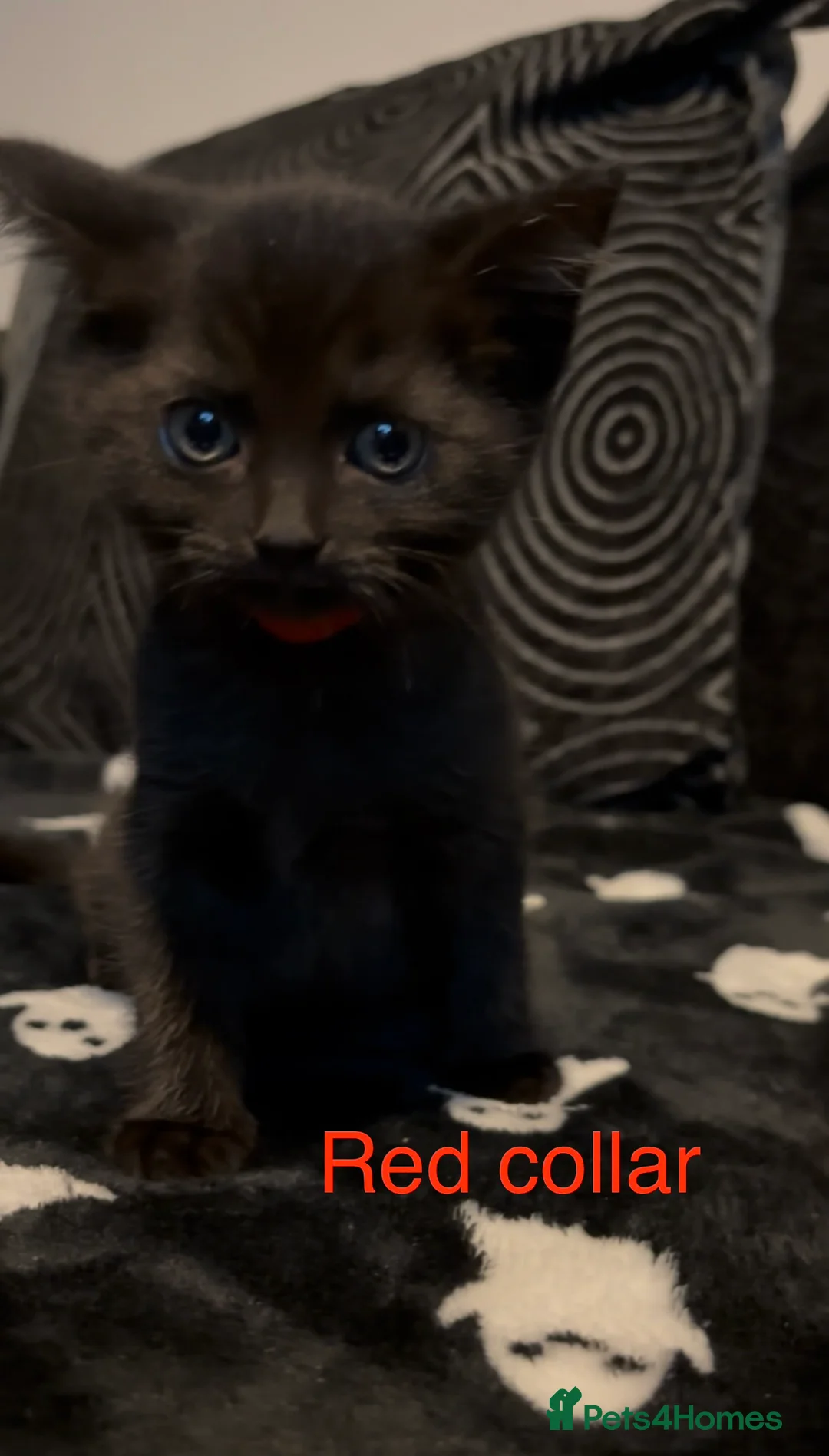 Mixed Breed cats for sale: Black kittens for sale  in Spalding - Advert 2