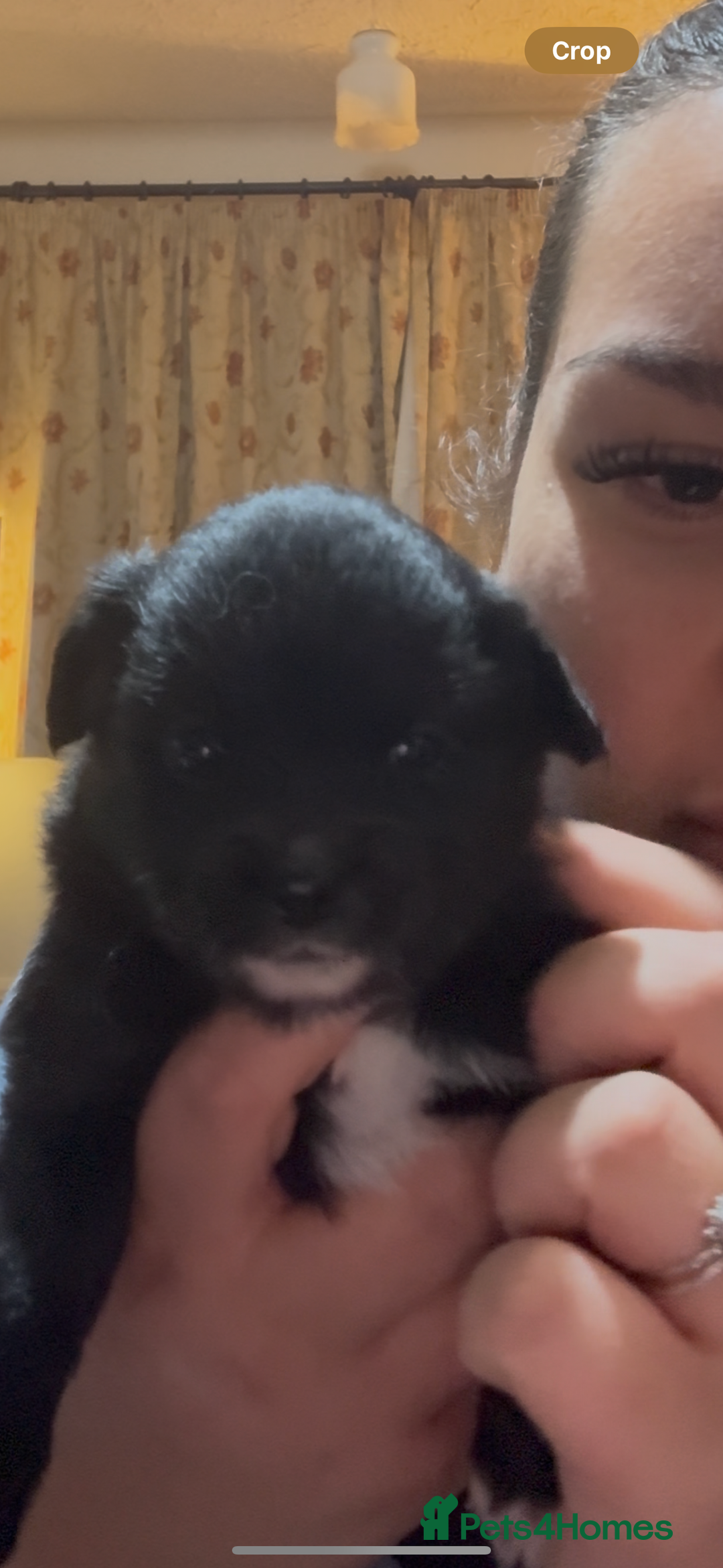 Pomchi dogs for sale: 💖 Beautiful Pomchi Pups 💖 - Image 8