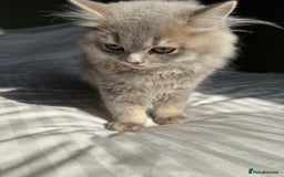British Longhair cats for sale: Beautiful British Longhair Kittens  - Image 11