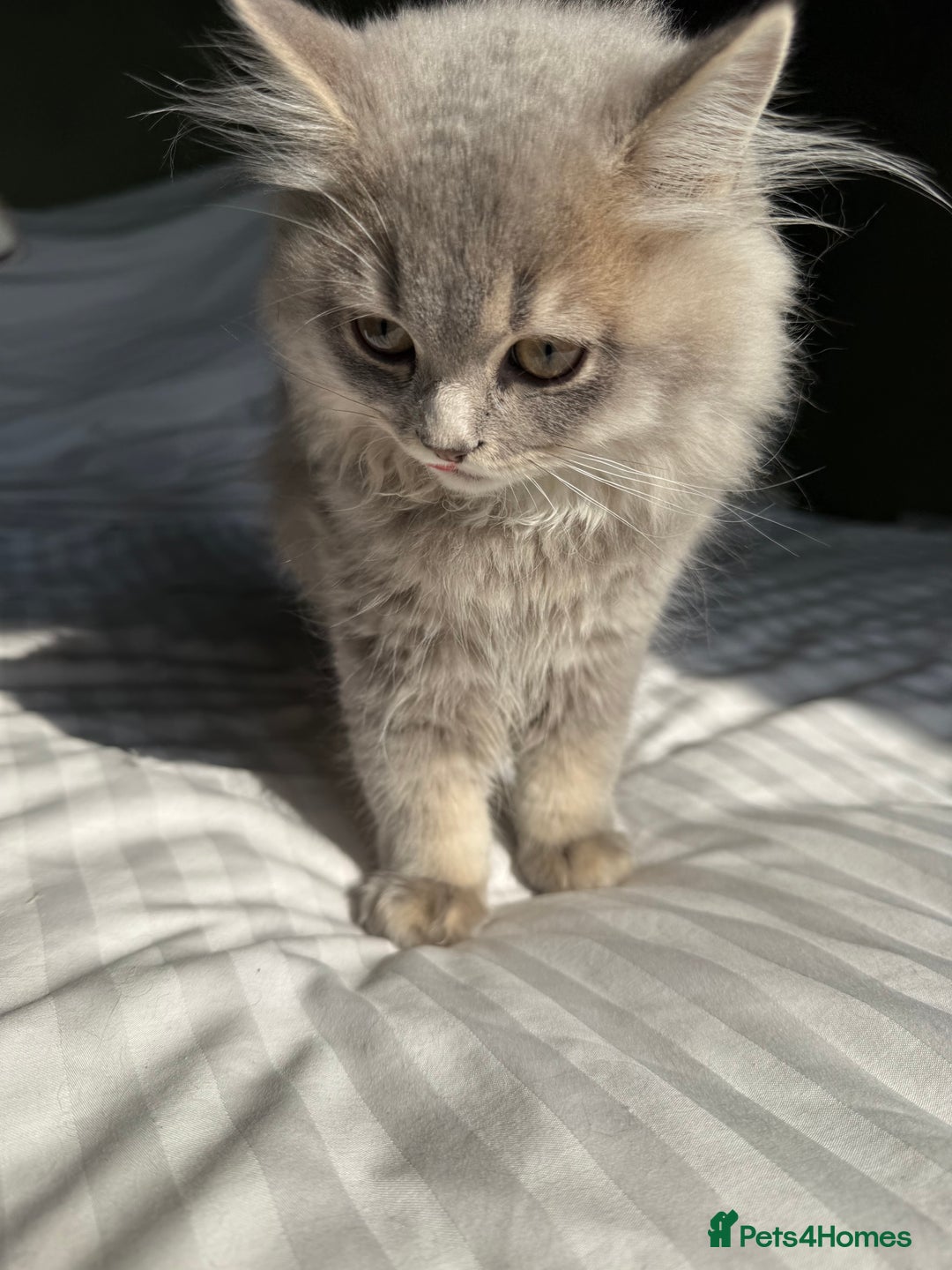 British Longhair cats for sale: Beautiful British Longhair Kittens  - Image 11
