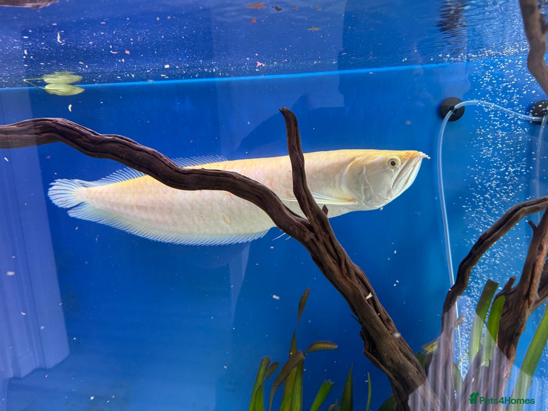 Cichlids fish for sale: Albino Arowana - Image 2