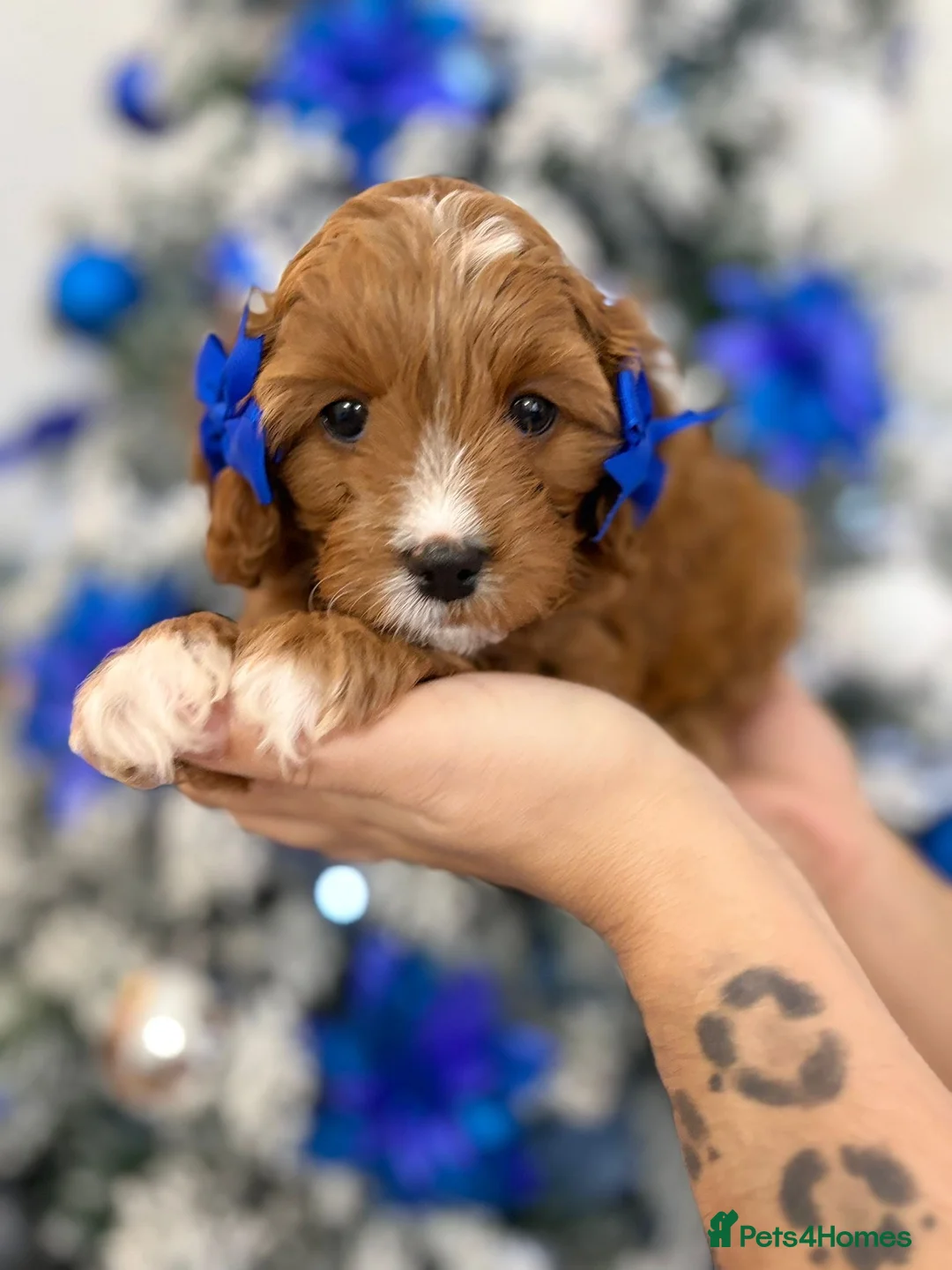 Gallery Image {{count}}