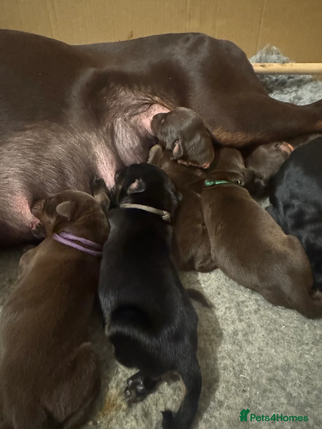 Dobermann dogs for sale: Beautiful Doberman puppies  - Advert 7