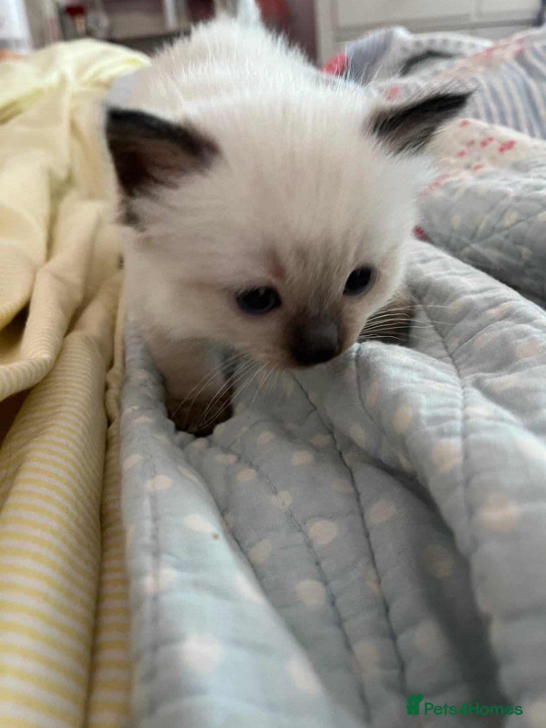 Ragdoll cats for sale:  Last stunning GCCF ragdoll girl - Image 4