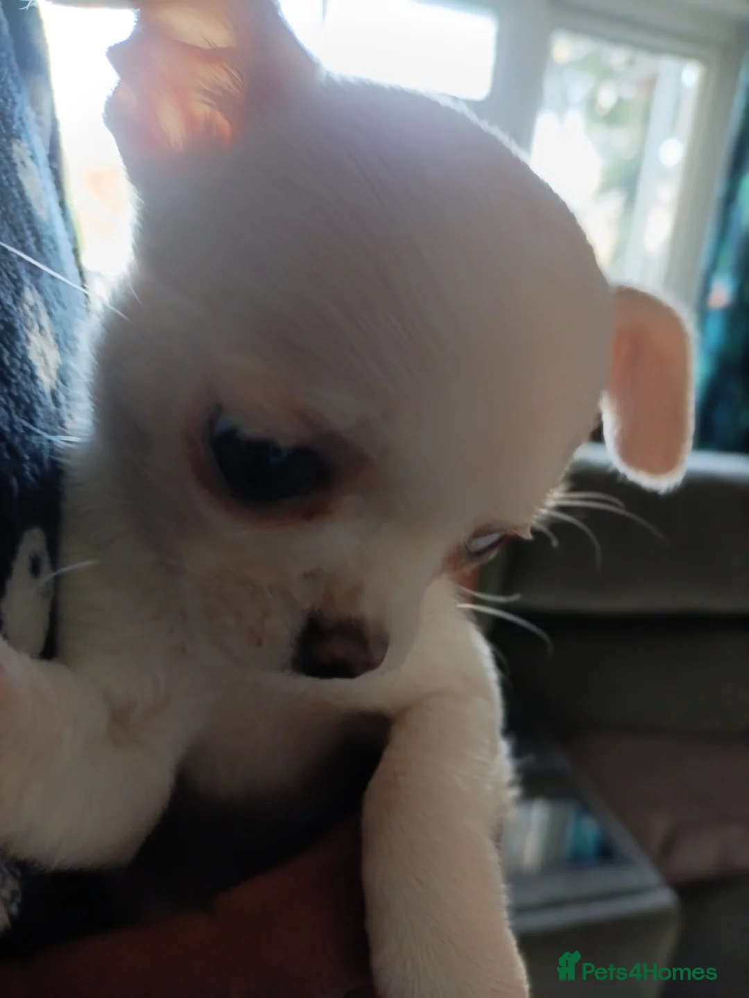 Chihuahua dogs for sale: please read description - Advert 14