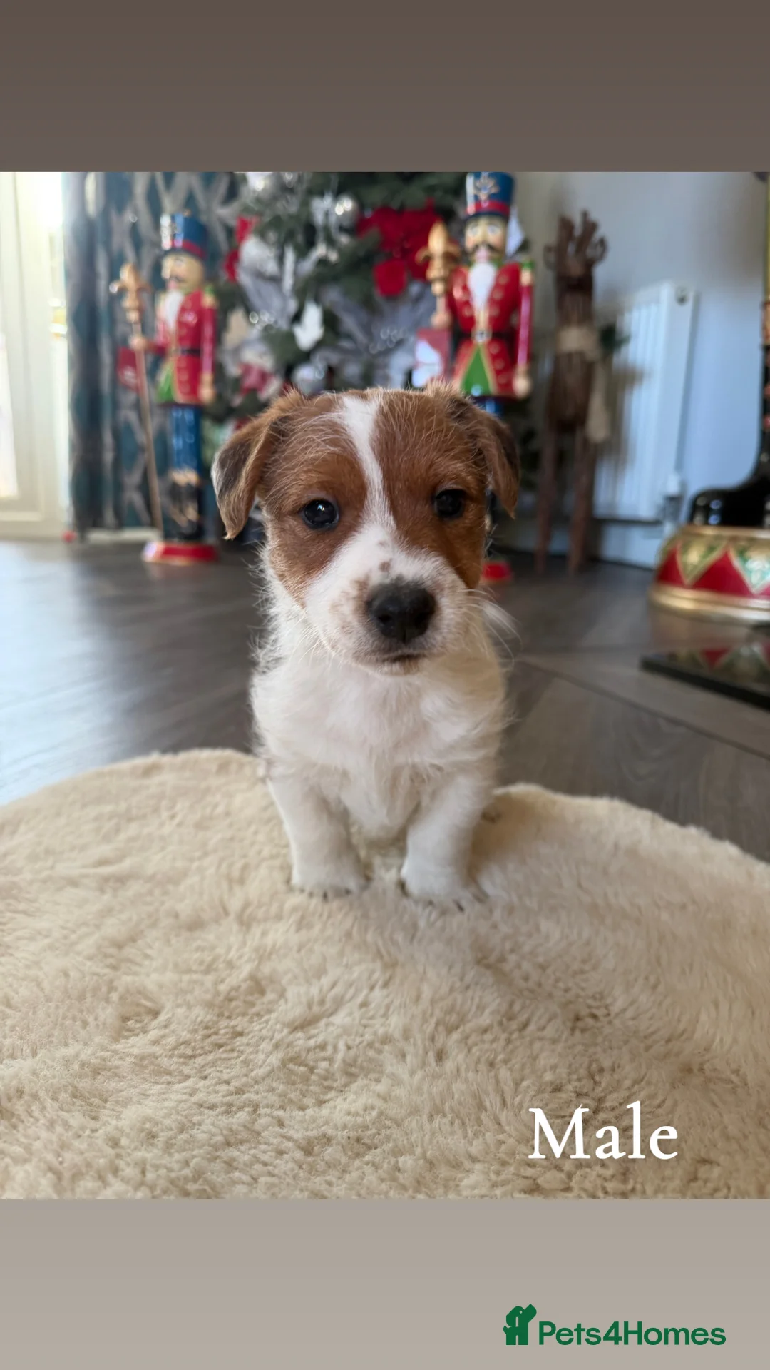 Mixed Breed dogs for sale: Adorable wire hair fox terrier x jack russell - Advert 2