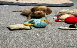 Cocker Spaniel dogs for sale: Beautiful show type puppies  - Image 2