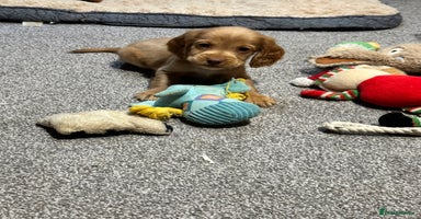 Cocker Spaniel dogs - Advert 1