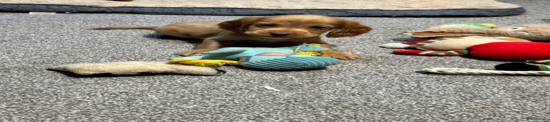 Cocker Spaniel Puppy 6