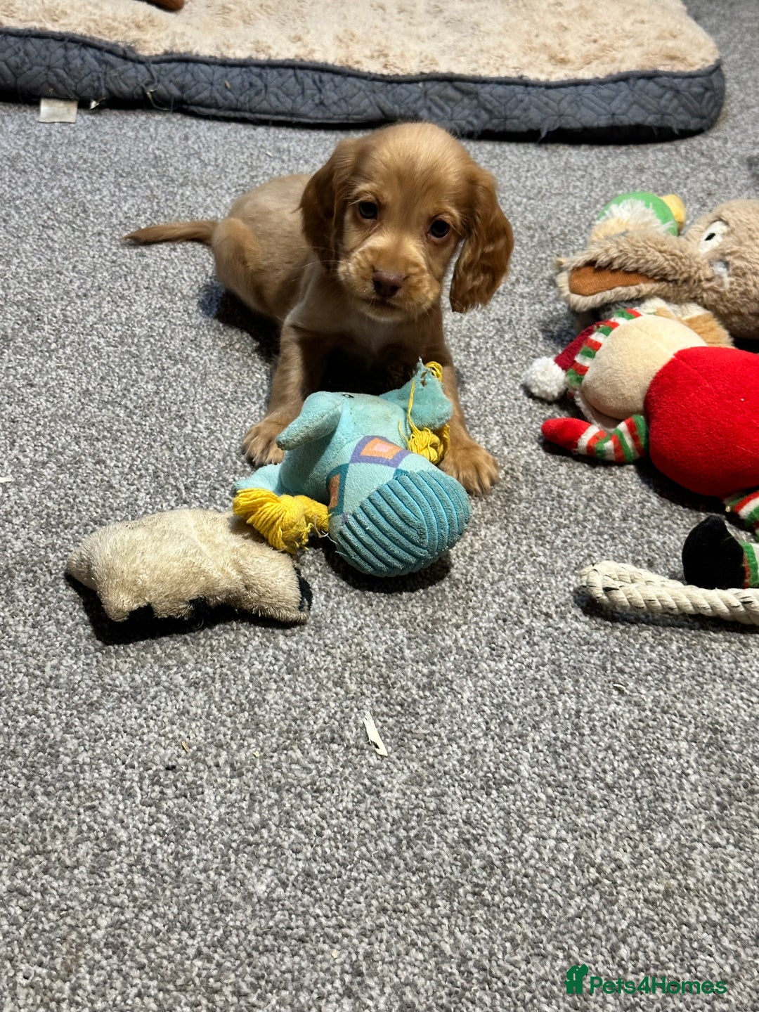 Cocker Spaniel dogs for sale: Beautiful show type puppies  - Image 2