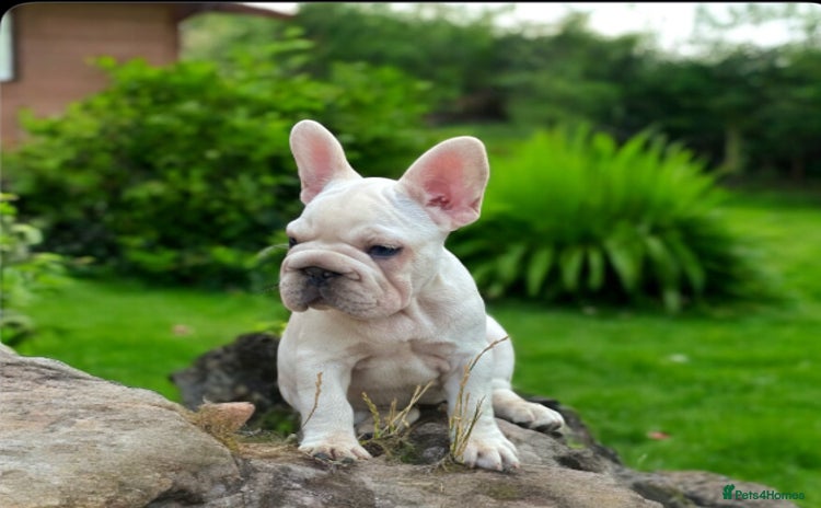 French Bulldog dogs - Advert 6